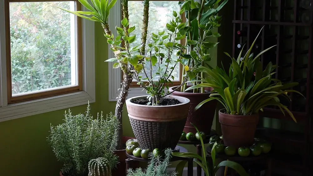 Conjunto de plantas de interior junto à luz natural