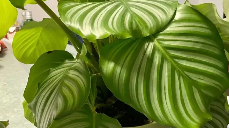 Folhas verdes de calatéia em vaso