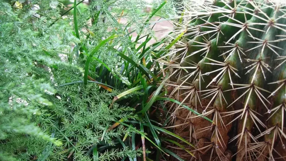 Cactos e folhagens em varanda