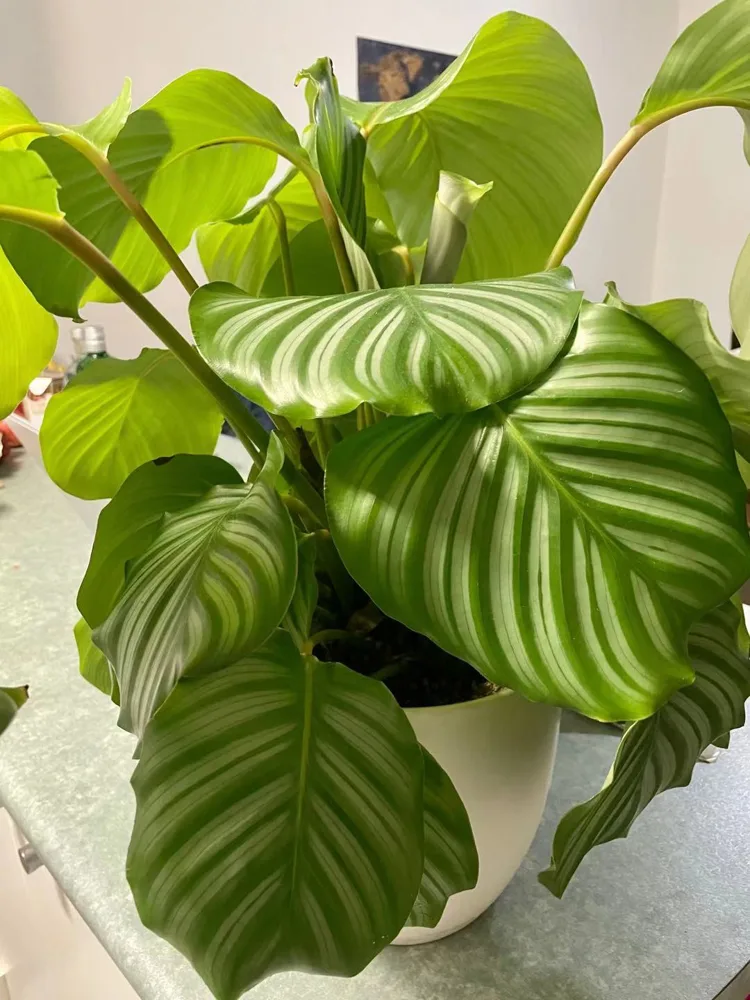 Folhas verdes de calatéia em vaso