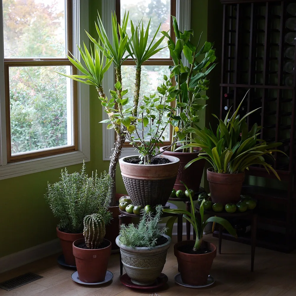 Conjunto de plantas de interior junto à luz natural