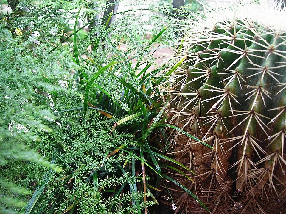Cactos e folhagens em varanda